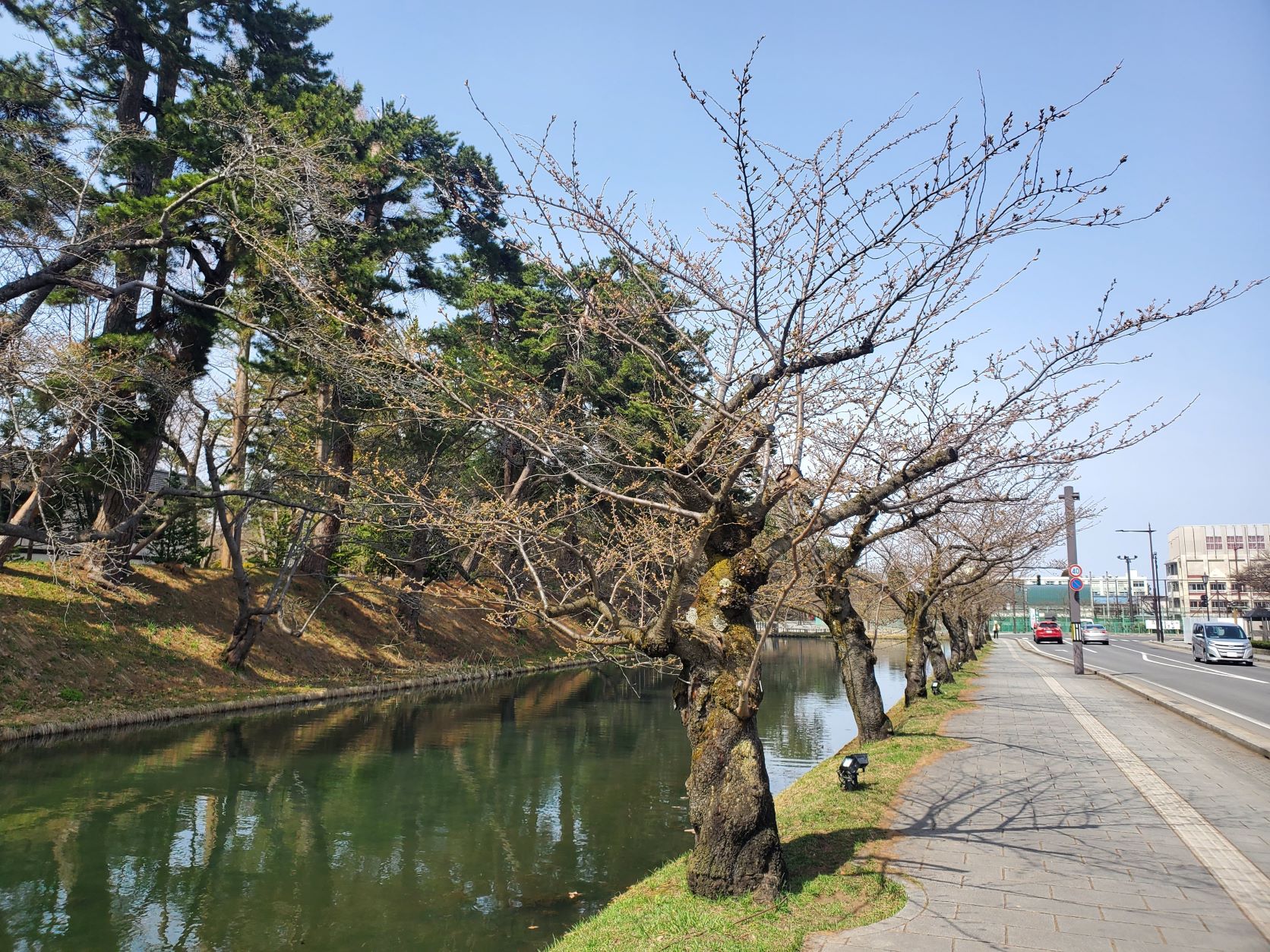弘前公園外濠の桜の様子（2022年4月11日撮影）